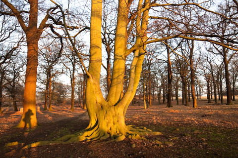 Andrew Wilson Self Portrait Richmond Park