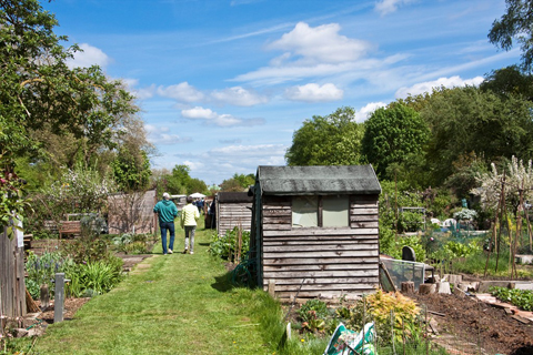 Hertford Rd Allotments, Andrew Wilson