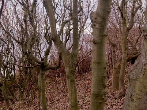 geofftitley02