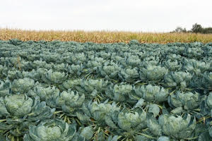 Cabbages one