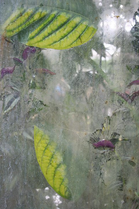 Anna_Nature_web