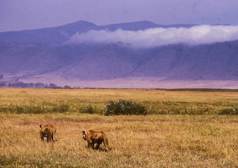 image005